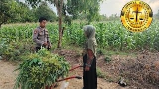 Tingkatkan Sektor Pertanian, Personel Polsek Tanjungbumi Polres Bangkalan Pantau Tanaman Jagung Warga